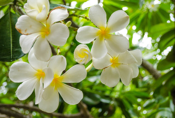 Naklejka premium Frangipani flowers