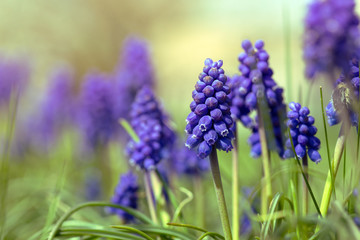 Hyacinthus