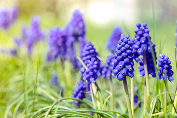 Hyacinthus