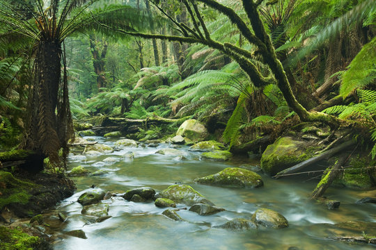 Fototapeta River through lush rainforest in Great Otway NP, Australia