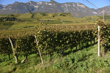 Fototapeta na wymiar vigneti vigne naturale vino vini casale casali uva