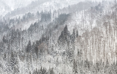 forest Snowfall