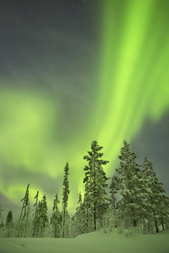 Aurora borealis over snowy trees in winter, Finnish Lapland