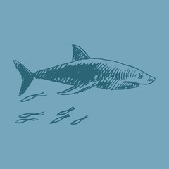 Vector shark. Quick sketch