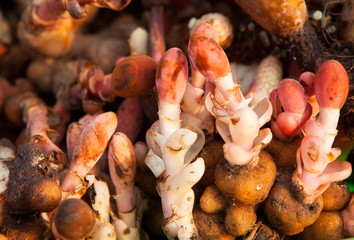 Balanophoraceae, Balanophora fungosa. Red flower parasite growing in coniferous forests.