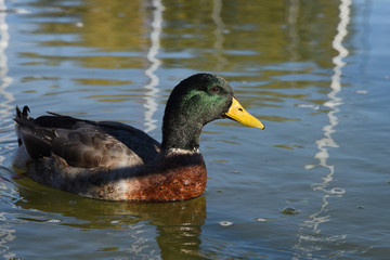 anatra papera volatile lago stagno papere anatre