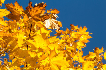 Yellow maple leaves against the blue sky.