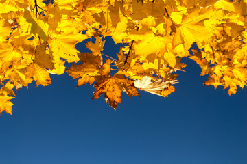 Yellow maple leaves against the blue sky.