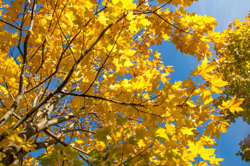 Yellow maple leaves against the blue sky.