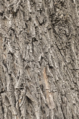 corteccia