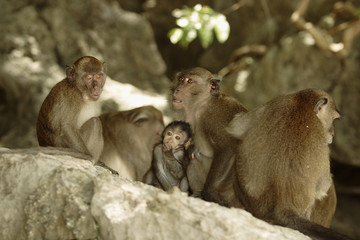 Obraz premium Crab-eating Macaque (Macaca fascicularis)
