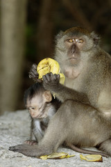 Crab-eating Macaque (Macaca fascicularis)