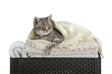 cute cat sleeping on a white fluffy towel