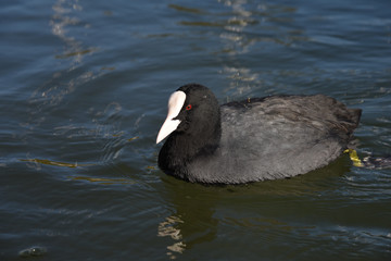 anatra papera volatile lago stagno papere anatre