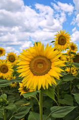 Obraz premium Sunflower field.