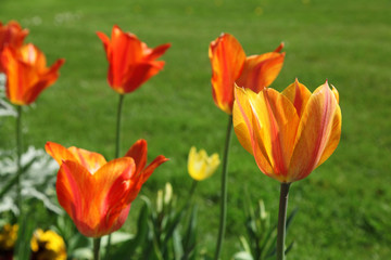 Fototapeta na wymiar Massif de tulipes