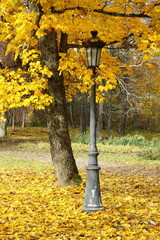 Outdoor lighting autumn tree background