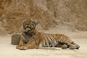 Tiger Temple, Kanchanaburi, Thailand / (Panthera tigris) / Watpa Luangta Bua Yannasumpanno 