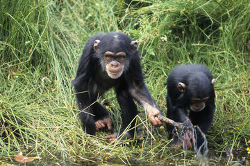 Chimpanzee (Pan troglodytes)