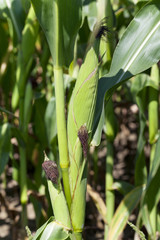 Obraz premium ear of corn 