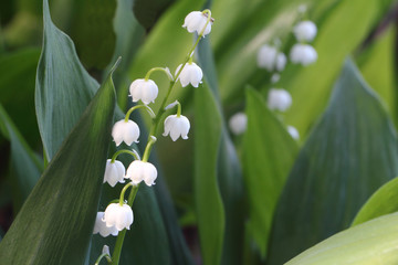Lilies of the valley in a grass in a summer garden