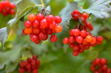 Rowan-berry bush in autumn