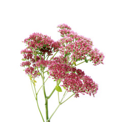 Fototapeta premium Pink Flowers On White
