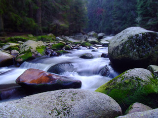 creek in forest