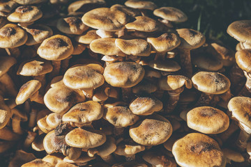 Close-up of large group of mushrooms.