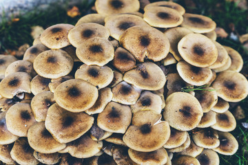 Close-up of large group of mushrooms.