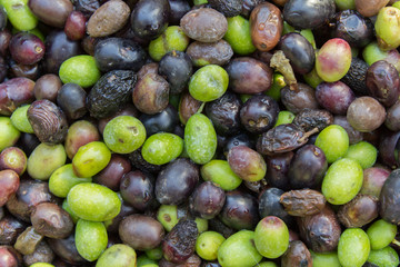 Olive