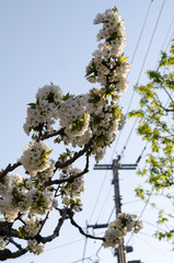 満開の花