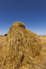 agriculture . cereals. summer