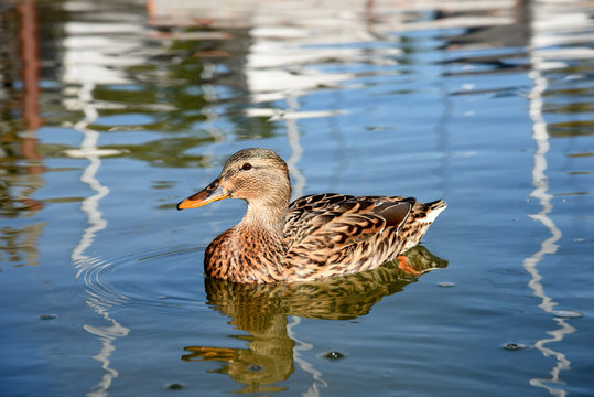 anatra papera volatile lago stagno papere anatre