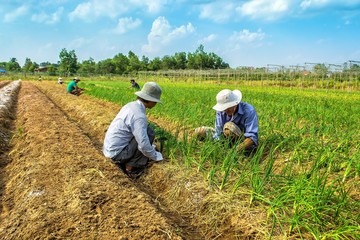 Farmers planting onions in suburb of Hochiminh city, vietnam,