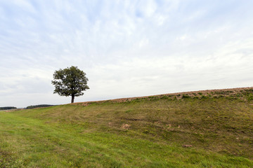 Fototapeta na wymiar summer tree . hill 