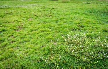 image of Grass field and the globe amaranth flower