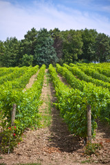 Fototapeta na wymiar Rows of Vineyard Field in Southern France