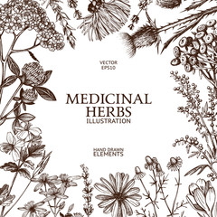 Vector design with hand sketched herbs. Retro background with medicinal herbs. Vintage tempate