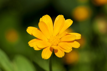 Calendula flower  close up 