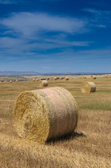 Rolled hay at the field