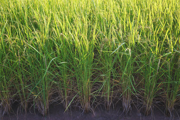 Rice field