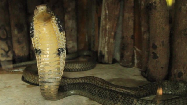 king cobra