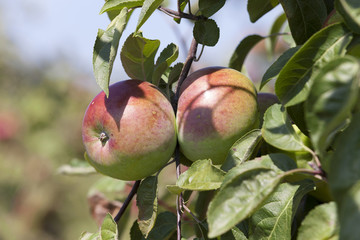 red apples  . close-up.