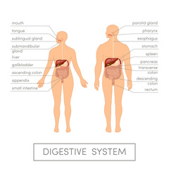 Digestive system vector