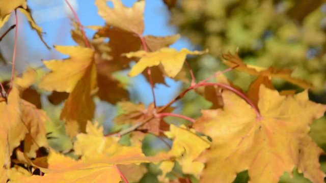Autumn sunny day yellow maple leaf