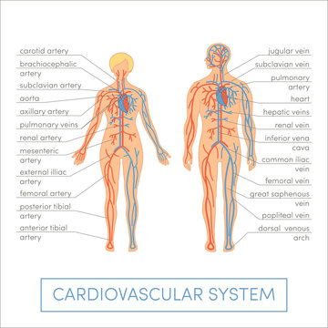 Cardiovascular system vector