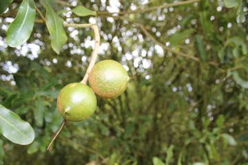 Macadamia Nuts on Tree