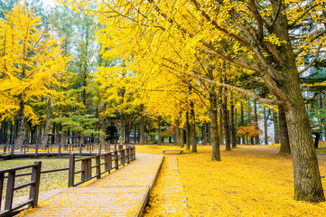 Autumn with ginkgo tree in Nami Island, Korea.
