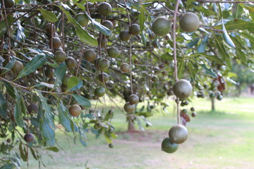 Macadamia Nuts Harvest Time